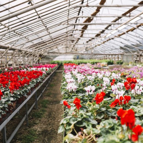beautiful-pink-red-flowers-growing-greenhouse-min