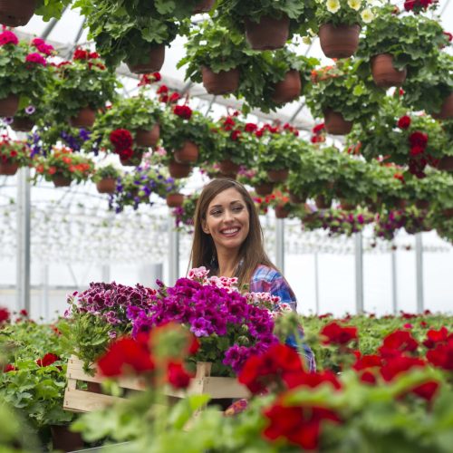 cheerful-female-florist-carrying-crate-with-flowers-plant-nursery-garden-greenhouse-min