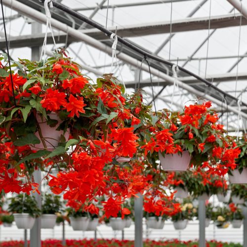 spring-beautiful-red-flowers-greenhouse-min
